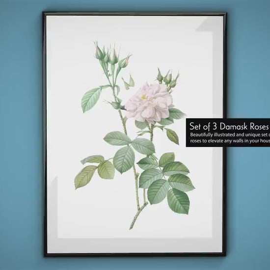 Set of 3 Flowers Prints – Roses wall art, Damask roses, Neutral prints for wall, Bedroom wall prints, Gift for mum, Housewarming gift idea